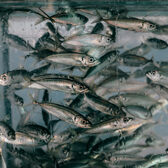 fischschwarm-square168br