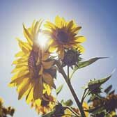 titelbild_festjuni_c_pexels_jennifer_moore